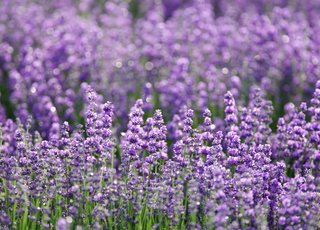 Lavender Collection